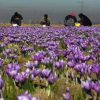 نیمی از ‌زعفران ایران به نام اسپانیا و امارات صادر می‌شود